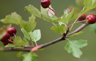 Forest Trees with fruits